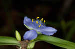 Spiderwort